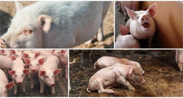 Proč může sele kašlat a příčiny onemocnění, jak léčit